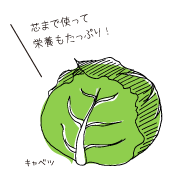 キャベツイラスト