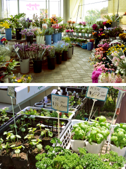 生花店内と苗売り場